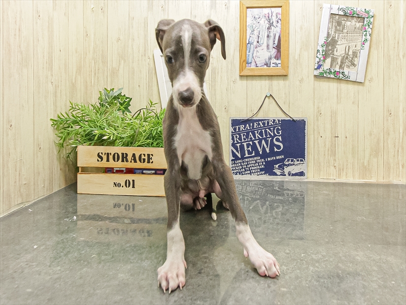愛知県のイタリアングレーハウンド (ワンラブ名古屋守山インター総本店/2025年9月14日生まれ/男の子/ブルーホワイト)の子犬の3枚目の画像
