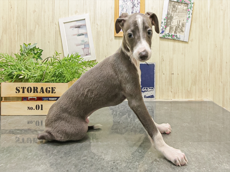 愛知県のイタリアングレーハウンド (ワンラブ名古屋守山インター総本店/2025年9月14日生まれ/男の子/ブルーホワイト)の子犬の2枚目の画像