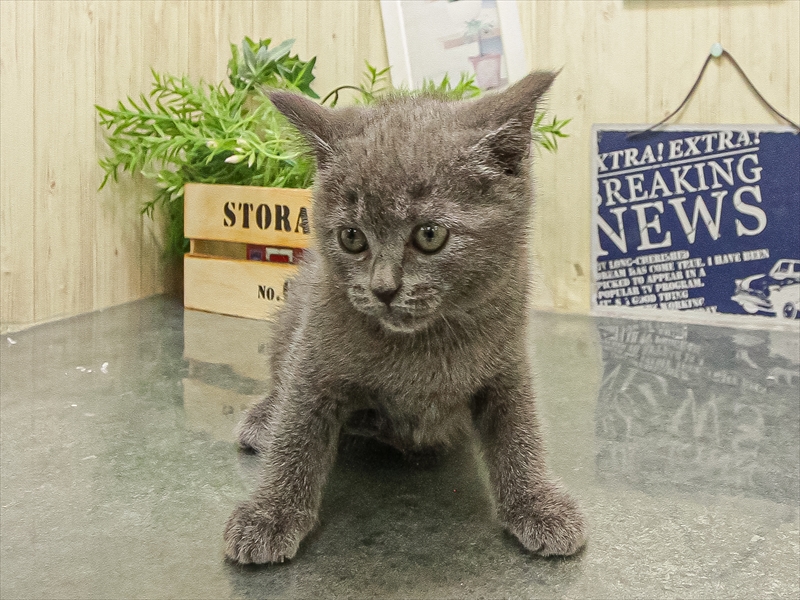 愛知県のブリティッシュショートヘアー (ワンラブ名古屋守山インター総本店/2025年9月13日生まれ/女の子/ブルー)の子猫の3枚目の画像