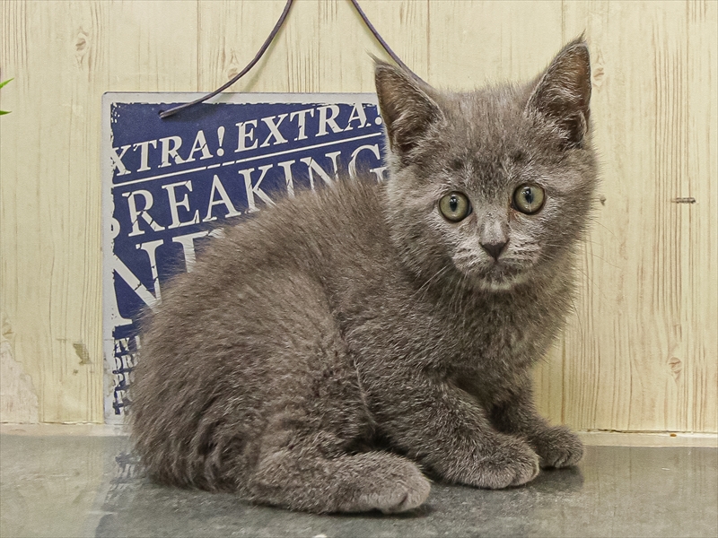 愛知県のブリティッシュショートヘアー (ワンラブ名古屋守山インター総本店/2025年9月13日生まれ/女の子/ブルー)の子猫の2枚目の画像