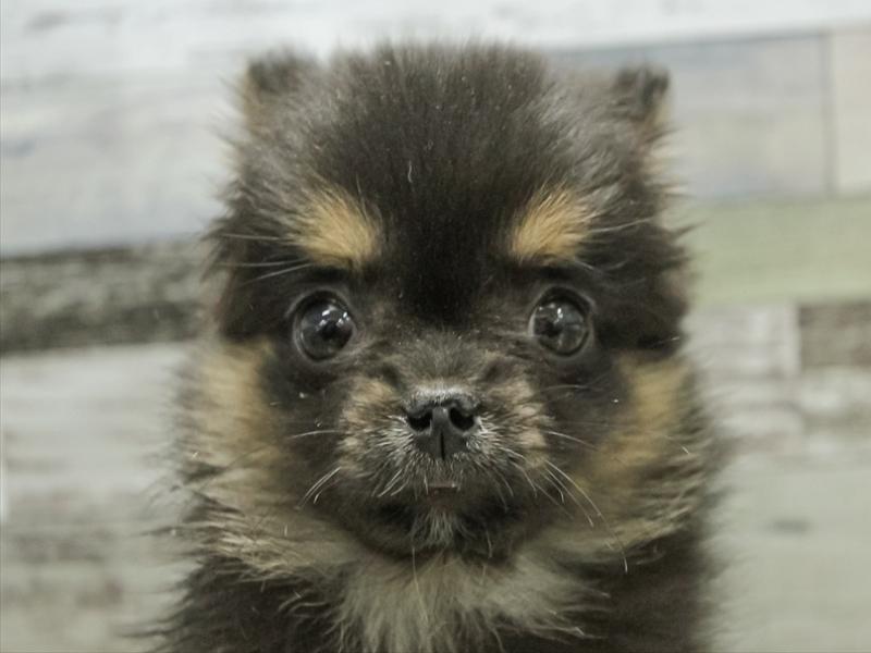 愛知県のポメチワ/チワポメ/ポメチー(ポメラニアン×チワワ) (ワンラブ名古屋守山インター総本店/2025年9月12日生まれ/女の子/ブラックタン)の子犬の1枚目の画像