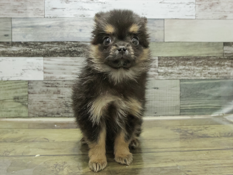 愛知県のポメチワ/チワポメ/ポメチー(ポメラニアン×チワワ) (ワンラブ名古屋守山インター総本店/2025年9月12日生まれ/女の子/ブラックタン)の子犬の3枚目の画像