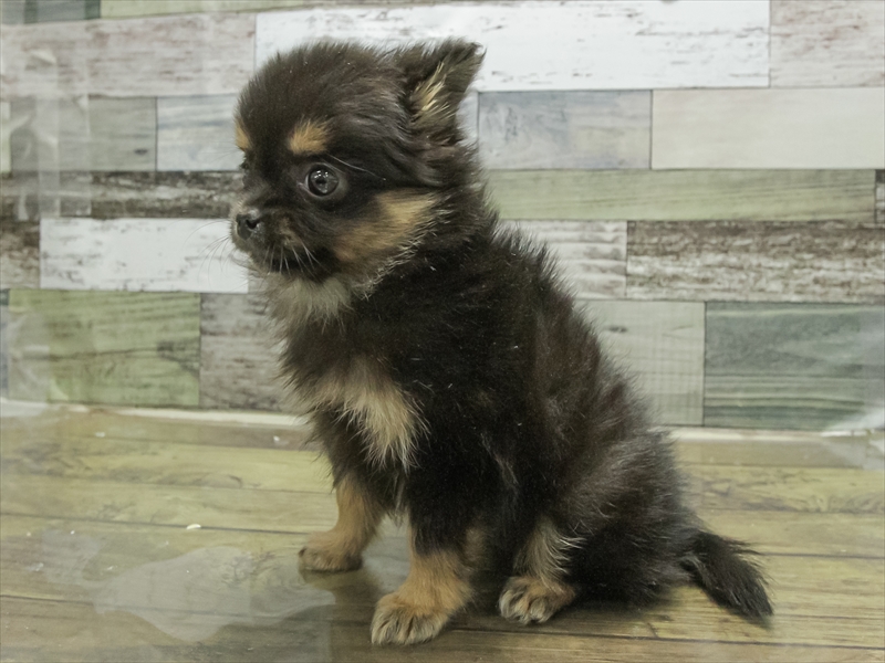愛知県のポメチワ/チワポメ/ポメチー(ポメラニアン×チワワ) (ワンラブ名古屋守山インター総本店/2025年9月12日生まれ/女の子/ブラックタン)の子犬の2枚目の画像