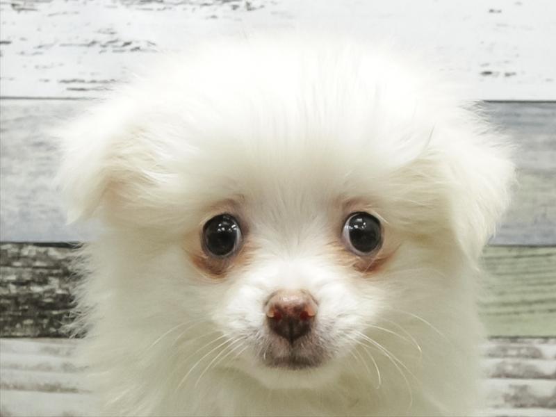 愛知県のポメチワ/チワポメ/ポメチー(ポメラニアン×チワワ) (ワンラブ名古屋守山インター総本店/2025年9月12日生まれ/女の子/クリーム)の子犬の1枚目の画像