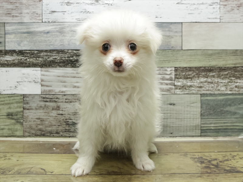 愛知県のポメチワ/チワポメ/ポメチー(ポメラニアン×チワワ) (ワンラブ名古屋守山インター総本店/2025年9月12日生まれ/女の子/クリーム)の子犬の3枚目の画像