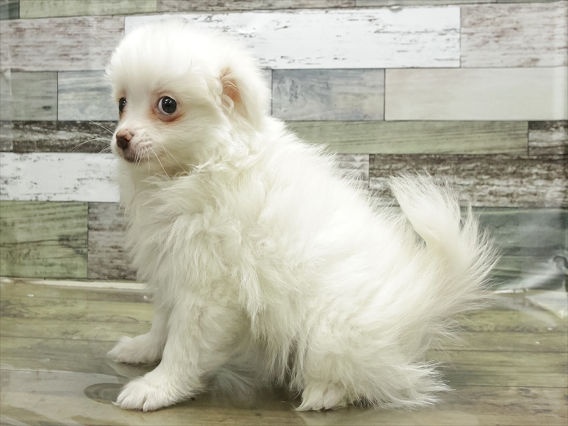 愛知県のポメチワ/チワポメ/ポメチー(ポメラニアン×チワワ) (ワンラブ名古屋守山インター総本店/2025年9月12日生まれ/女の子/クリーム)の子犬の2枚目の画像