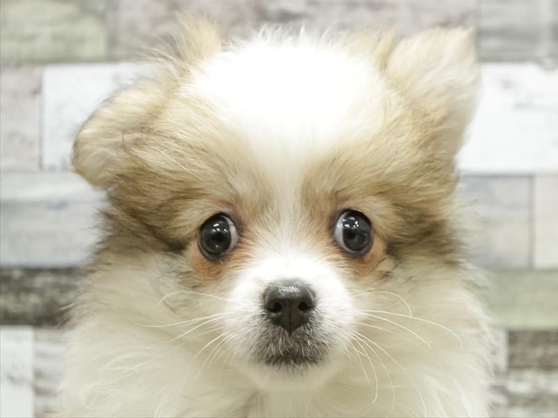 愛知県のポメチワ/チワポメ/ポメチー(ポメラニアン×チワワ) (ワンラブ名古屋守山インター総本店/2025年9月12日生まれ/女の子/レッドホワイト)の子犬の1枚目の画像