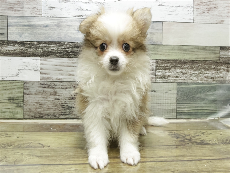 愛知県のポメチワ/チワポメ/ポメチー(ポメラニアン×チワワ) (ワンラブ名古屋守山インター総本店/2025年9月12日生まれ/女の子/レッドホワイト)の子犬の3枚目の画像