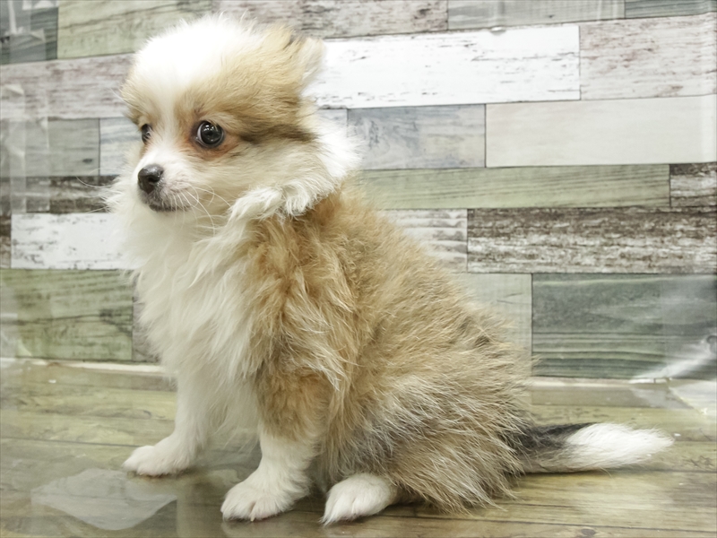 愛知県のポメチワ/チワポメ/ポメチー(ポメラニアン×チワワ) (ワンラブ名古屋守山インター総本店/2025年9月12日生まれ/女の子/レッドホワイト)の子犬の2枚目の画像