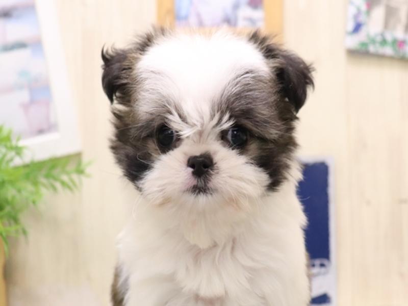 香川県のチワズー/チワシーズ(チワワ×シーズー) (ワンラブイオンタウン宇多津店/2025年9月13日生まれ/女の子/ホワイトブラウン)の子犬