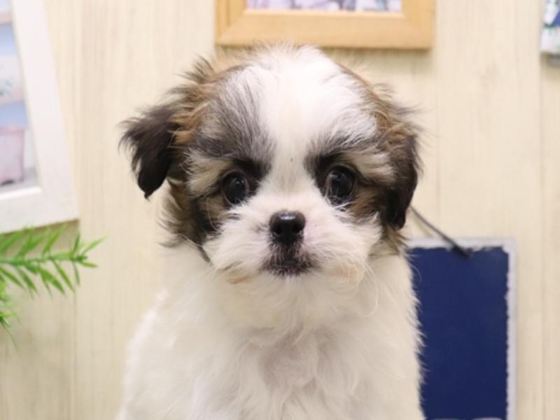 愛知県のチワズー/チワシーズ(チワワ×シーズー) (ワンラブ名古屋守山インター総本店/2025年9月13日生まれ/女の子/ホワイトゴールド)の子犬の1枚目の画像