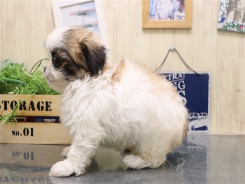愛知県のチワズー/チワシーズ(チワワ×シーズー) (ワンラブ名古屋守山インター総本店/2025年9月13日生まれ/女の子/ホワイトゴールド)の子犬の3枚目の画像