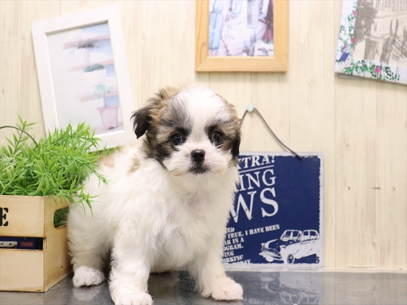 愛知県のチワズー/チワシーズ(チワワ×シーズー) (ワンラブ名古屋守山インター総本店/2025年9月13日生まれ/女の子/ホワイトゴールド)の子犬の2枚目の画像
