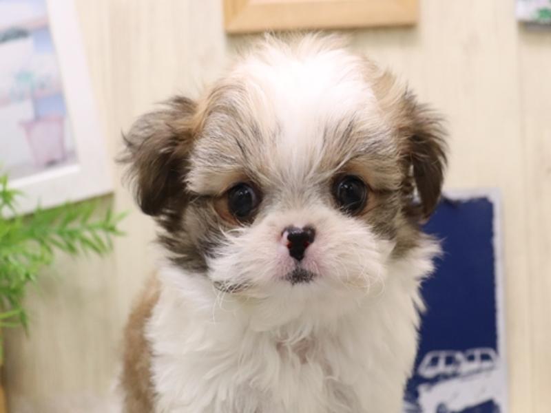 岩手県のチワズー/チワシーズ(チワワ×シーズー) (ワンラブイオンモール盛岡店/2025年9月13日生まれ/男の子/ホワイトゴールド)の子犬の1枚目の画像