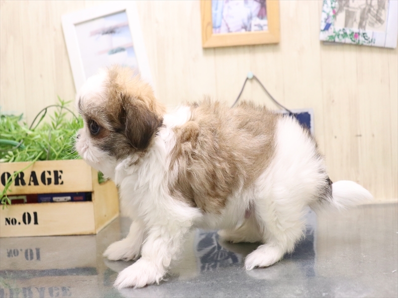 岩手県のチワズー/チワシーズ(チワワ×シーズー) (ワンラブイオンモール盛岡店/2025年9月13日生まれ/男の子/ホワイトゴールド)の子犬の3枚目の画像