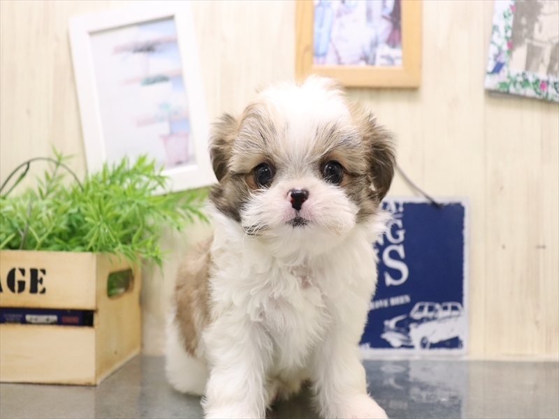 岩手県のチワズー/チワシーズ(チワワ×シーズー) (ワンラブイオンモール盛岡店/2025年9月13日生まれ/男の子/ホワイトゴールド)の子犬の2枚目の画像