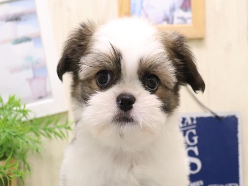 大阪府のチワズー/チワシーズ(チワワ×シーズー) (ワンラブららぽーと堺店/2025年9月13日生まれ/男の子/ホワイトブラウン)の子犬の1枚目の画像