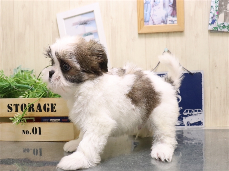 大阪府のチワズー/チワシーズ(チワワ×シーズー) (ワンラブららぽーと堺店/2025年9月13日生まれ/男の子/ホワイトブラウン)の子犬の3枚目の画像