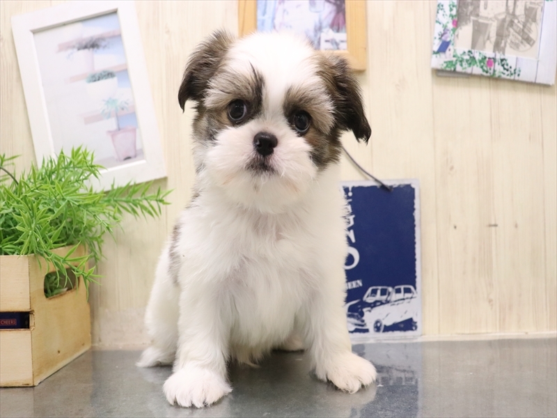 大阪府のチワズー/チワシーズ(チワワ×シーズー) (ワンラブららぽーと堺店/2025年9月13日生まれ/男の子/ホワイトブラウン)の子犬の2枚目の画像