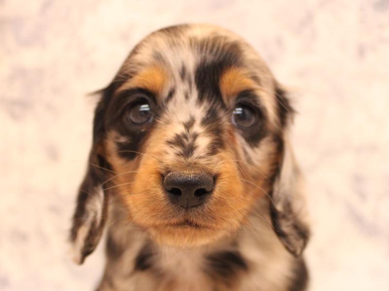 神奈川県のミニチュアダックスフンド(ロング) (ワンラブカインズ三浦店/2025年9月15日生まれ/男の子/シルバーダップル)の子犬の1枚目の画像