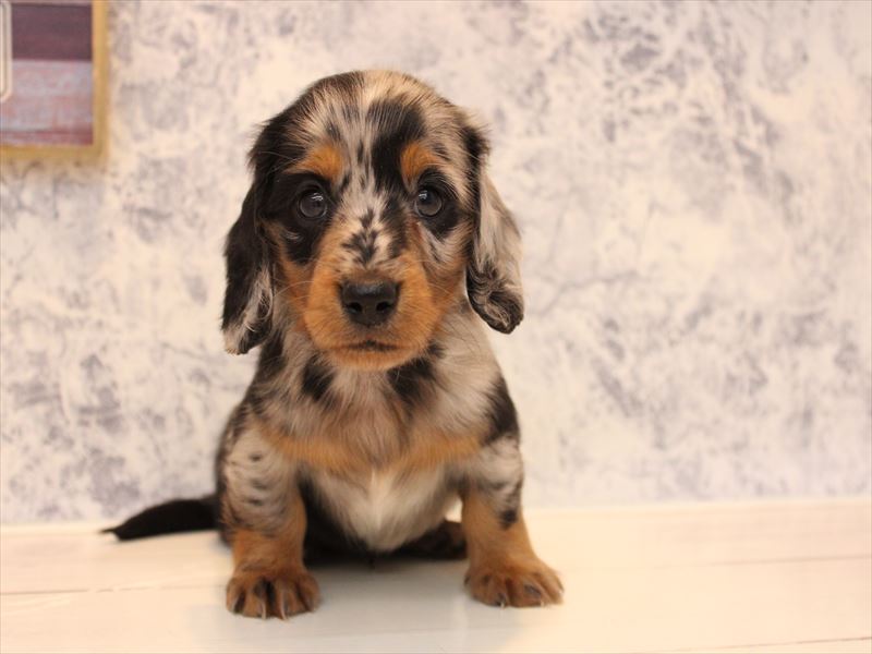 神奈川県のミニチュアダックスフンド(ロング) (ワンラブカインズ三浦店/2025年9月15日生まれ/男の子/シルバーダップル)の子犬の3枚目の画像