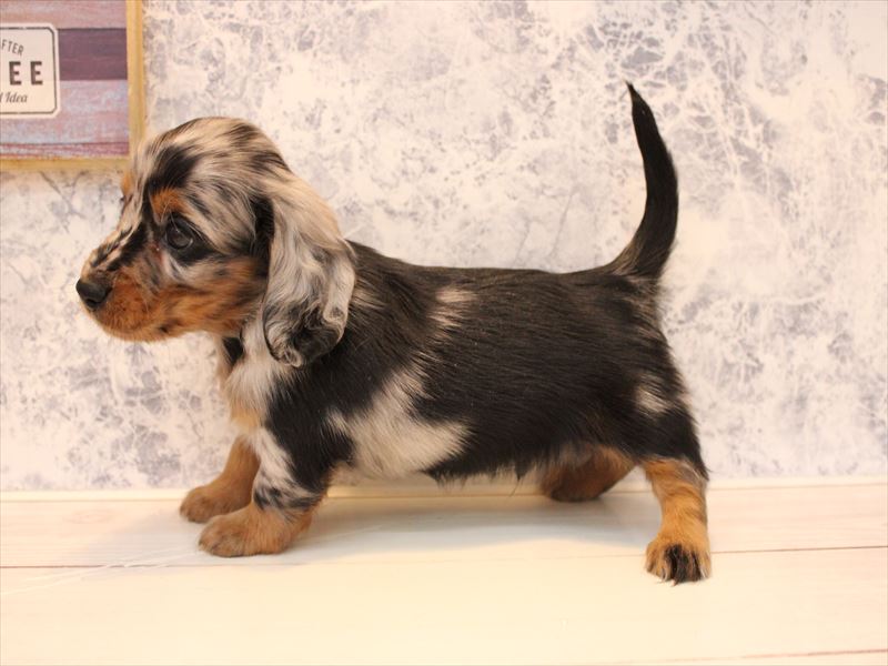 神奈川県のミニチュアダックスフンド(ロング) (ワンラブカインズ三浦店/2025年9月15日生まれ/男の子/シルバーダップル)の子犬の2枚目の画像