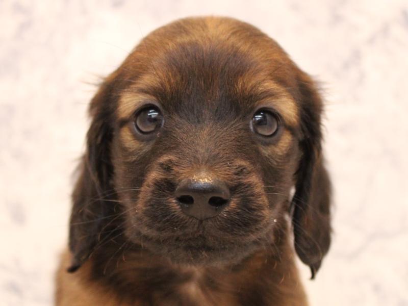 東京都のミニチュアダックスフンド(ロング) (ワンラブカインズ八王子長房店/2025年9月15日生まれ/男の子/レッド)の子犬の1枚目の画像