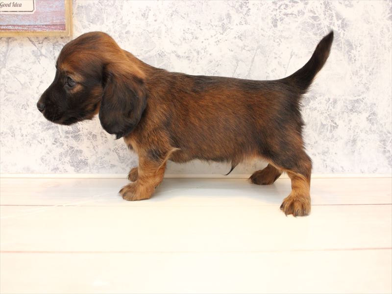 東京都のミニチュアダックスフンド(ロング) (ワンラブカインズ八王子長房店/2025年9月15日生まれ/男の子/レッド)の子犬の2枚目の画像