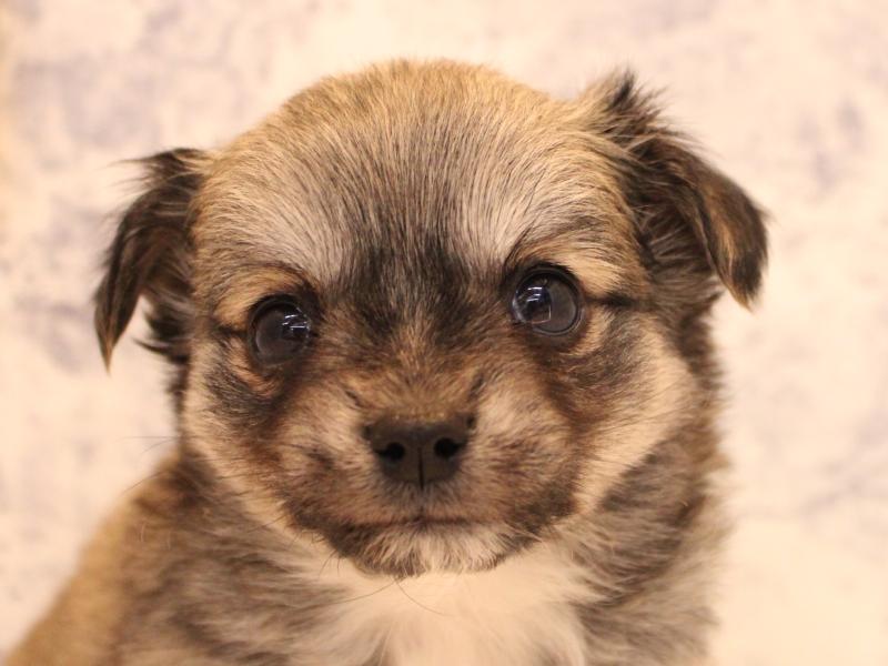 埼玉県のチワマル/マルチワ(チワワ×マルチーズ) (ワンラブ埼玉寄居店/2025年9月15日生まれ/男の子/セーブル)の子犬の1枚目の画像