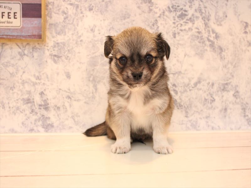 埼玉県のチワマル/マルチワ(チワワ×マルチーズ) (ワンラブ埼玉寄居店/2025年9月15日生まれ/男の子/セーブル)の子犬の3枚目の画像