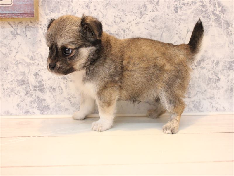 埼玉県のチワマル/マルチワ(チワワ×マルチーズ) (ワンラブ埼玉寄居店/2025年9月15日生まれ/男の子/セーブル)の子犬の2枚目の画像