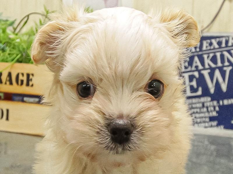 愛知県のチワマル/マルチワ(チワワ×マルチーズ) (ワンラブ名古屋守山インター総本店/2025年9月16日生まれ/男の子/クリーム)の子犬の1枚目の画像