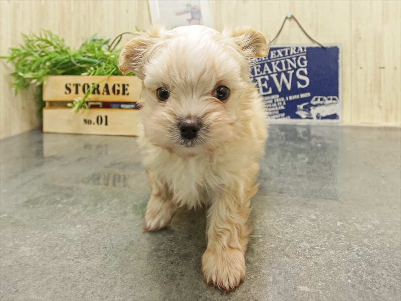 愛知県のチワマル/マルチワ(チワワ×マルチーズ) (ワンラブ名古屋守山インター総本店/2025年9月16日生まれ/男の子/クリーム)の子犬の3枚目の画像