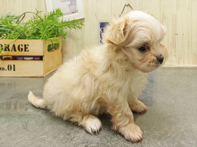 愛知県のチワマル/マルチワ(チワワ×マルチーズ) (ワンラブ名古屋守山インター総本店/2025年9月16日生まれ/男の子/クリーム)の子犬の2枚目の画像