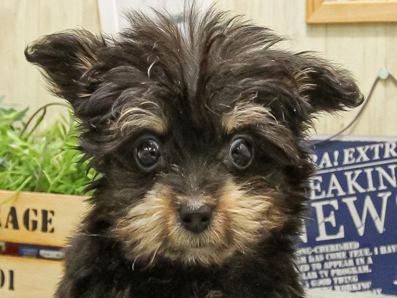 滋賀県のチワプー/プーチー(チワワ×プードル) (ワンラブイオンタウン彦根店/2025年9月8日生まれ/男の子/ブラックタン)の子犬の1枚目の画像