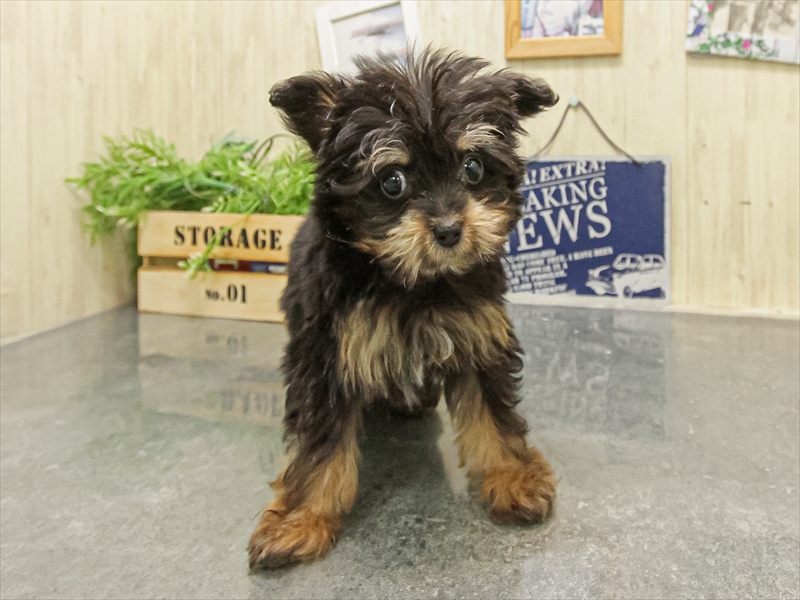 滋賀県のチワプー/プーチー(チワワ×プードル) (ワンラブイオンタウン彦根店/2025年9月8日生まれ/男の子/ブラックタン)の子犬の3枚目の画像