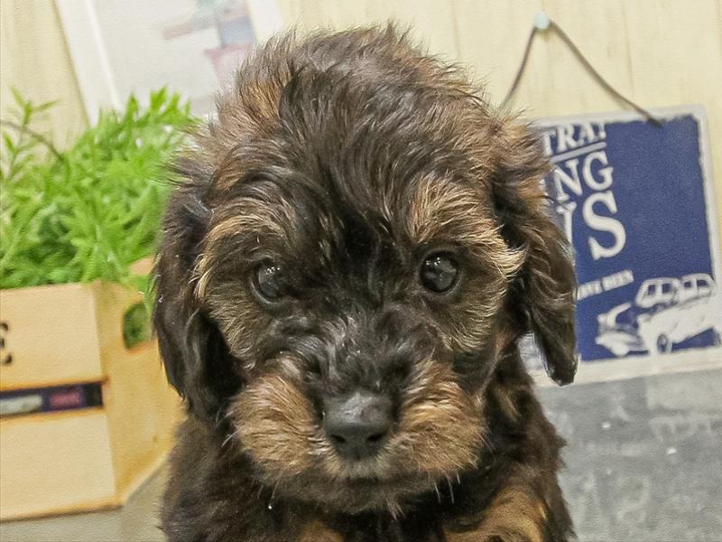 愛知県のダップー(ダックス×プードル) (ワンラブ名古屋守山インター総本店/2025年9月16日生まれ/男の子/レッド)の子犬の1枚目の画像