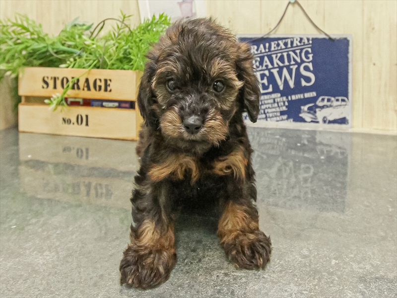 愛知県のダップー(ダックス×プードル) (ワンラブ名古屋守山インター総本店/2025年9月16日生まれ/男の子/レッド)の子犬の3枚目の画像