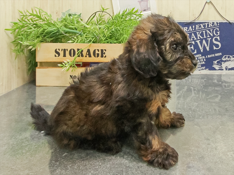 愛知県のダップー(ダックス×プードル) (ワンラブ名古屋守山インター総本店/2025年9月16日生まれ/男の子/レッド)の子犬の2枚目の画像