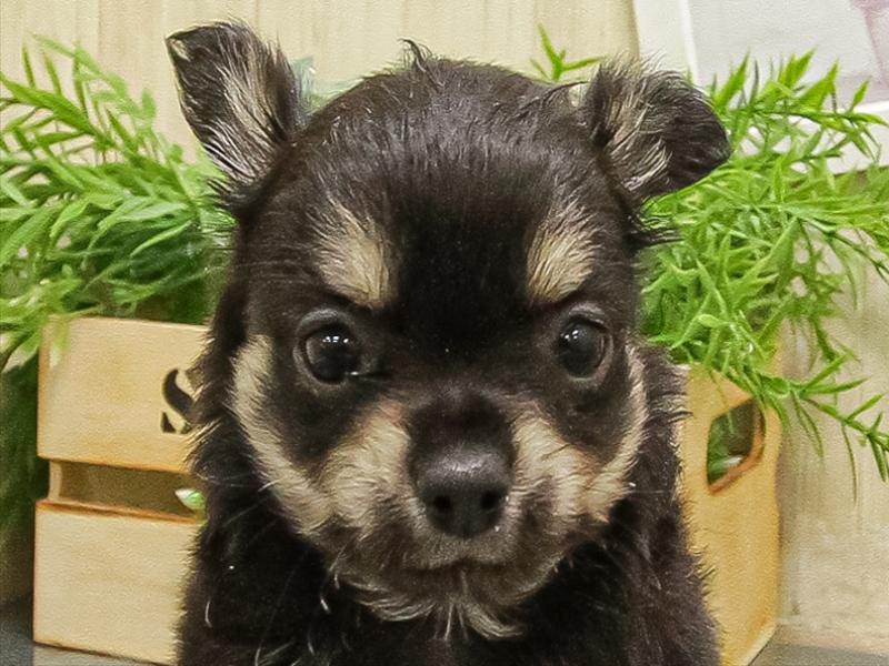 大阪府のチワワ(ロング) (ワンラブイズミヤ八尾店/2025年9月16日生まれ/男の子/ブラッククリーム)の子犬の1枚目の画像