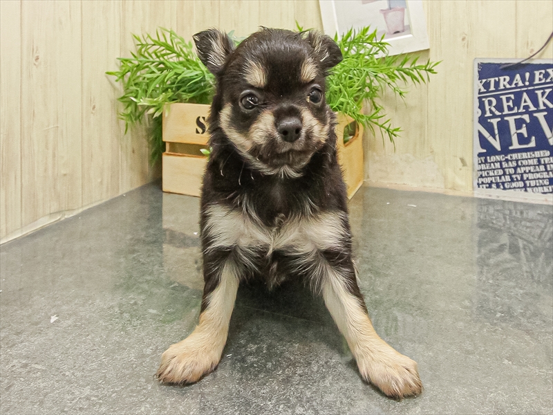 大阪府のチワワ(ロング) (ワンラブイズミヤ八尾店/2025年9月16日生まれ/男の子/ブラッククリーム)の子犬の3枚目の画像