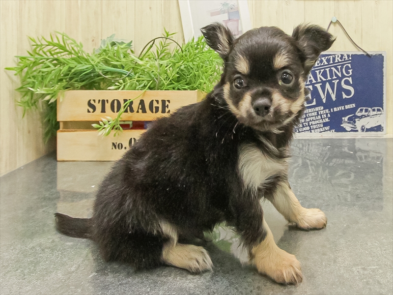 大阪府のチワワ(ロング) (ワンラブイズミヤ八尾店/2025年9月16日生まれ/男の子/ブラッククリーム)の子犬の2枚目の画像