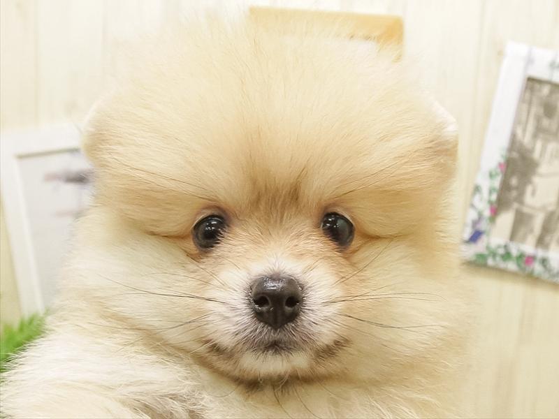滋賀県のポメラニアン (ワンラブイオンタウン彦根店/2025年9月16日生まれ/女の子/ウルフセーブル)の子犬の1枚目の画像