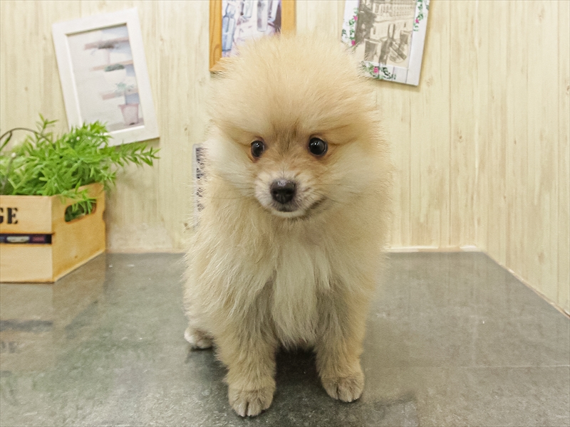 滋賀県のポメラニアン (ワンラブイオンタウン彦根店/2025年9月16日生まれ/女の子/ウルフセーブル)の子犬の3枚目の画像