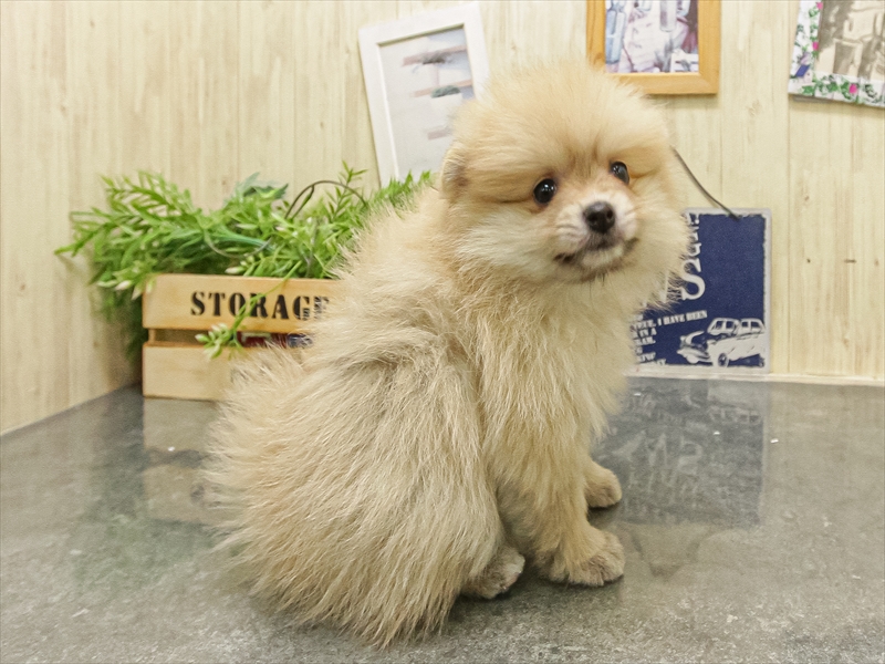 滋賀県のポメラニアン (ワンラブイオンタウン彦根店/2025年9月16日生まれ/女の子/ウルフセーブル)の子犬の2枚目の画像