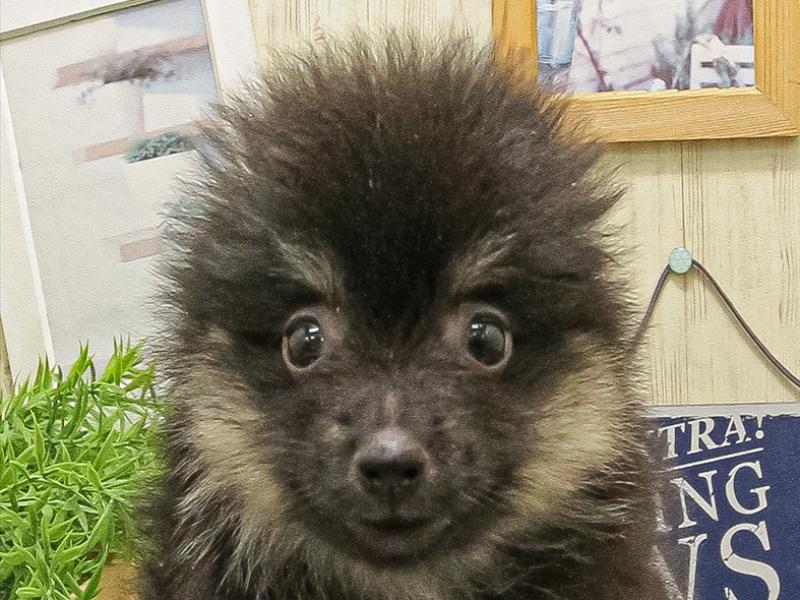 大阪府のポメラニアン (ワンラブアリオ鳳店/2025年9月16日生まれ/女の子/ブラックタン)の子犬の1枚目の画像