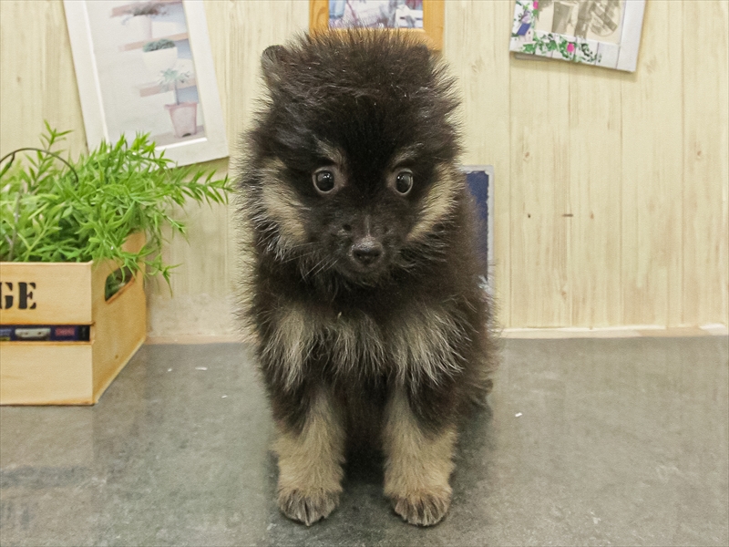 大阪府のポメラニアン (ワンラブアリオ鳳店/2025年9月16日生まれ/女の子/ブラックタン)の子犬の3枚目の画像