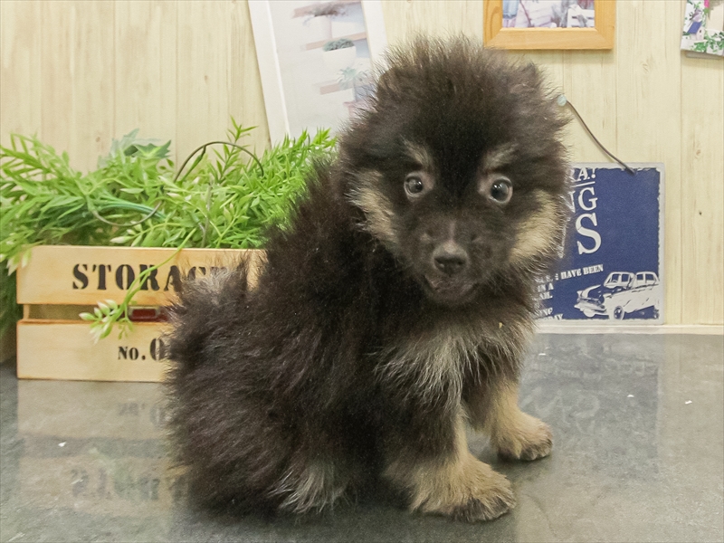 大阪府のポメラニアン (ワンラブアリオ鳳店/2025年9月16日生まれ/女の子/ブラックタン)の子犬の2枚目の画像