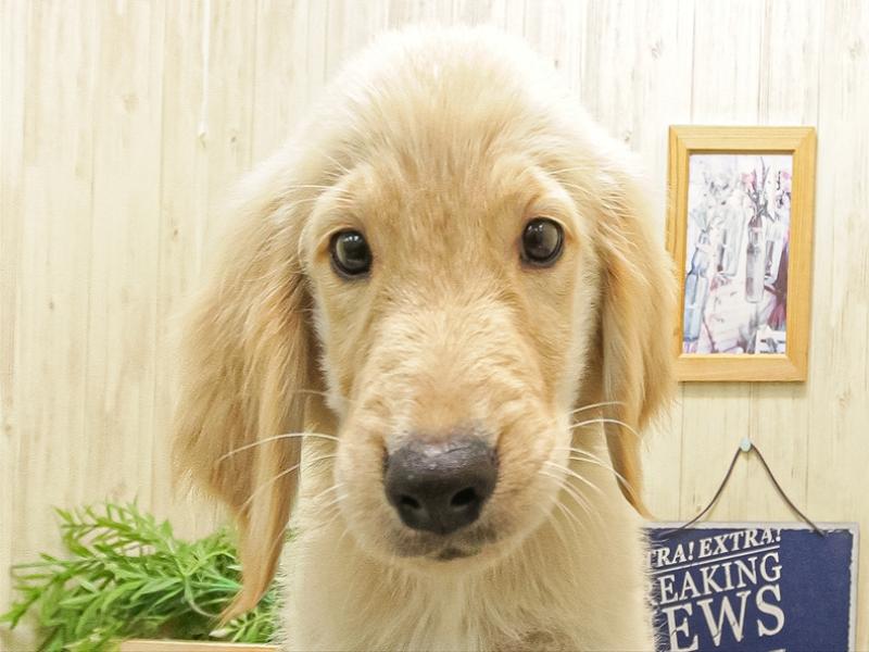 愛知県のゴールデンレトリバー (ワンラブ名古屋守山インター総本店/2025年9月12日生まれ/男の子/ゴールデン)の子犬の1枚目の画像