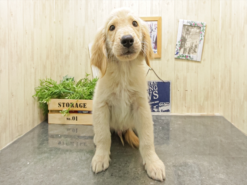 愛知県のゴールデンレトリバー (ワンラブ名古屋守山インター総本店/2025年9月12日生まれ/男の子/ゴールデン)の子犬の3枚目の画像